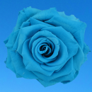teal rose