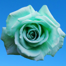 teal rose
