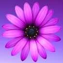 purple flower