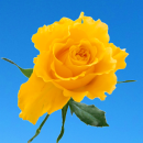 yellow rose