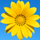 yellow flower