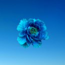 blue flower