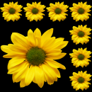 yellow flower