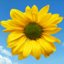 yellow flower
