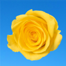 yellow rose