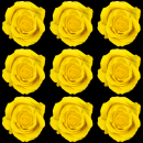 yellow rose
