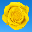 yellow rose