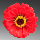 red flower