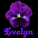 Evelyn
