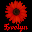 Evelyn