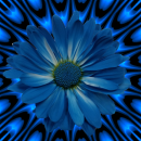Blue flower