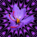 purple flower