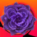 purple flower