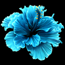 blue flower