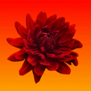 red flower