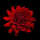 red flower