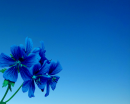 blue flowers