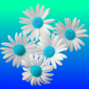 blue flowers