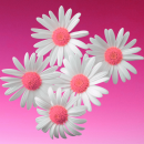 pink flowers