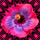 pink flower
