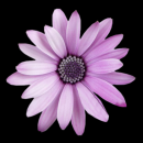 purple flower