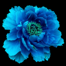 blue flower