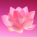 pink flower