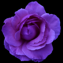 purple rose