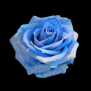 blue rose
