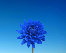 blue flower