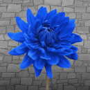 blue flower