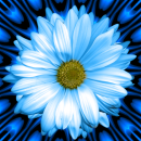 blue flower