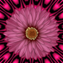 pink flower