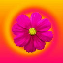 pink flower