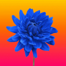 blue flower