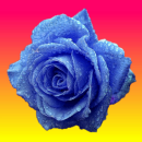blue rose