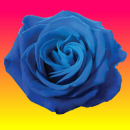 blue rose