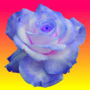 blue rose