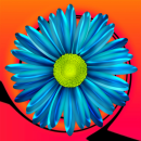 blue flower