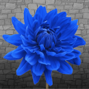 blue flower