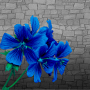 blue flower