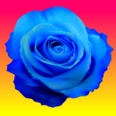 blue rose