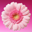 pink flower