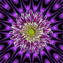 chrysanthemum