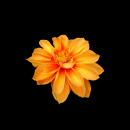 dahlia