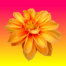 dahlia