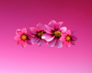 pink flowers