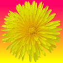 dandelion