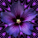 purple flower