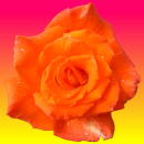 orange rose